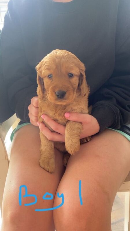 Cockapoo puppies for sale in Armagh, County Armagh – 6 weeks old