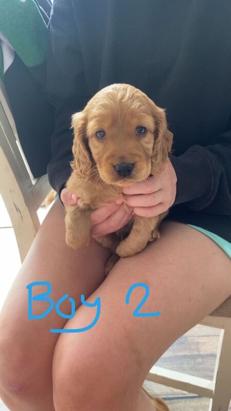 Cockapoo puppies for sale in Armagh, County Armagh – 6 weeks old - Image 2 of 3