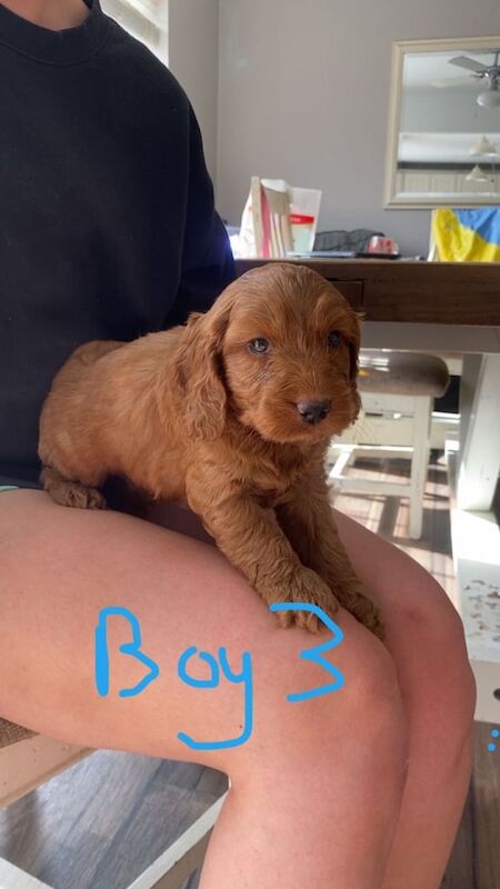 Cockapoo puppies for sale in Armagh, County Armagh – 6 weeks old - Image 3 of 3