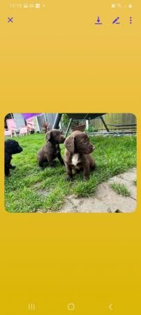 cockapoo pupps 3 left out of six READY TO GO !!! for sale in Barnsley, South Yorkshire