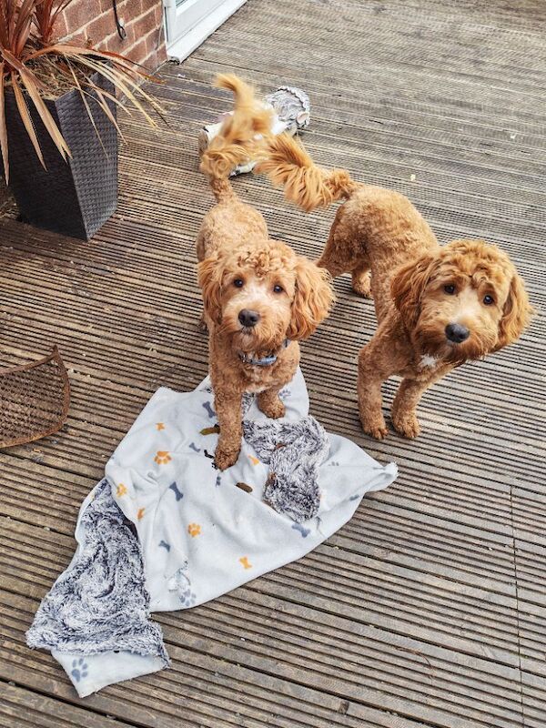Cockapoo puppies for sale in South Shields, Tyne and Wear – 10 months old