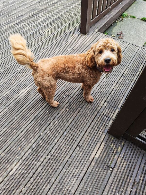 Cockapoo puppies for sale in South Shields, Tyne and Wear – 11 months old - Image 2 of 3