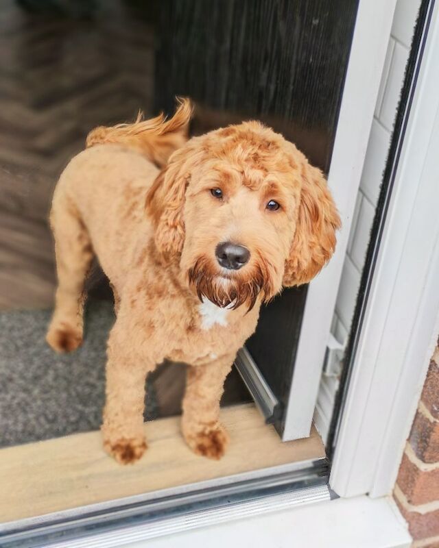 Cockapoo puppies for sale in South Shields, Tyne and Wear – 11 months old - Image 3 of 3
