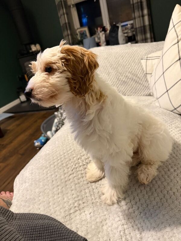 Cockapoo Puppy 11 weeks old - Image 2 of 3