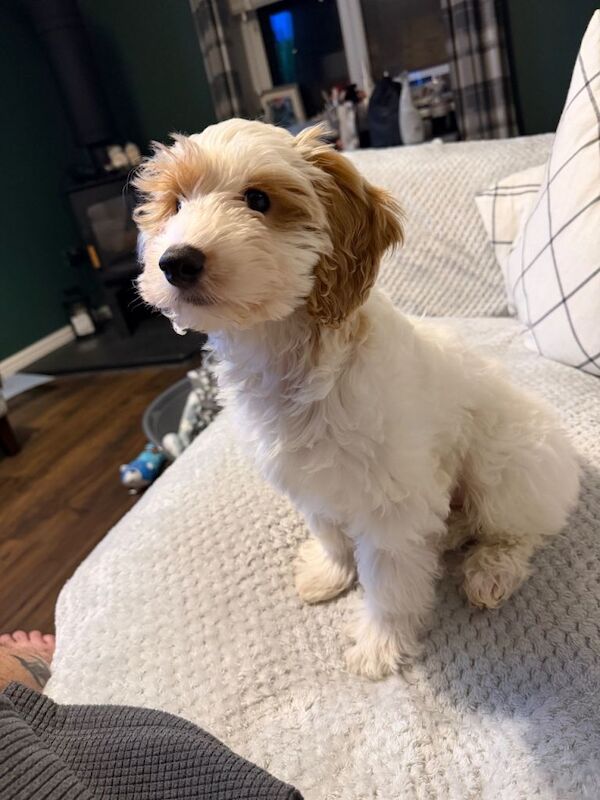 Cockapoo Puppy 11 weeks old - Image 3 of 3