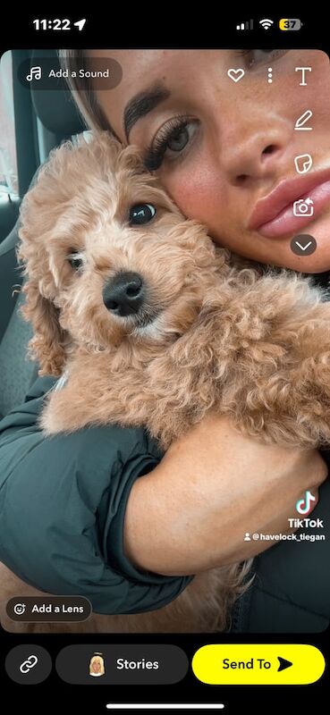 Cockapoo puppies for sale in Wheatley Hill, Durham – 6 months old - Image 2 of 3