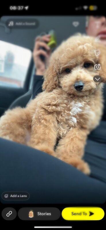 Cockapoo puppies for sale in Wheatley Hill, Durham – 6 months old - Image 3 of 3