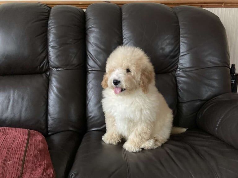 Cockapoo puppies for sale in Keady, County Armagh – 1 year old - Image 1 of 3