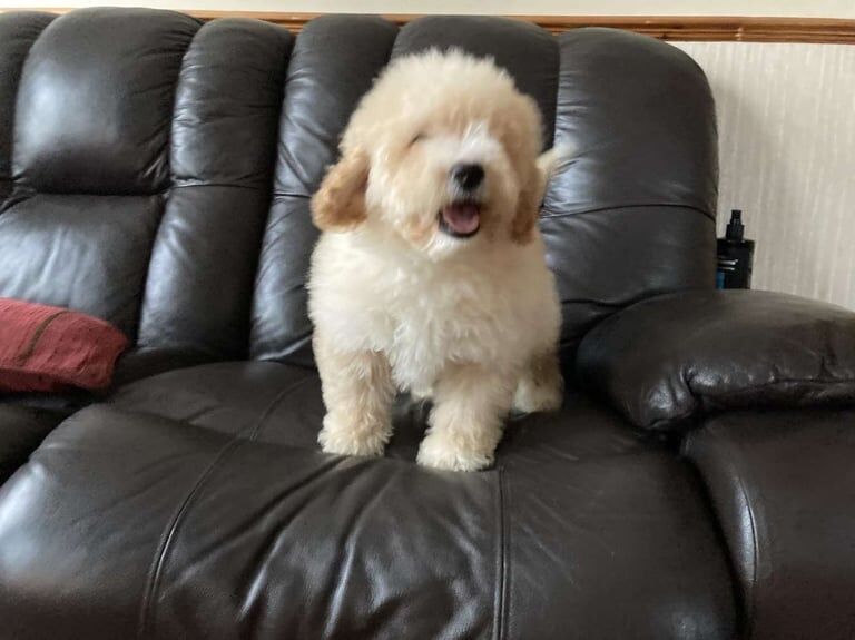 Cockapoo puppies for sale in Keady, County Armagh – 1 year old - Image 2 of 3