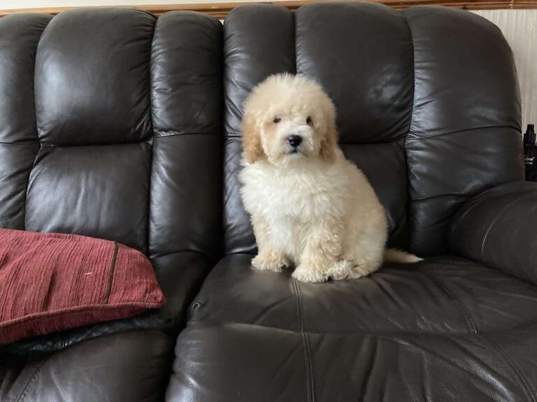Cockapoo puppies for sale in Keady, County Armagh – 1 year old - Image 3 of 3
