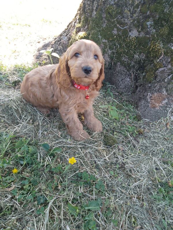 Cockapoo puppies for sale in Antrim, County Antrim – 10 months old - Image 2 of 3