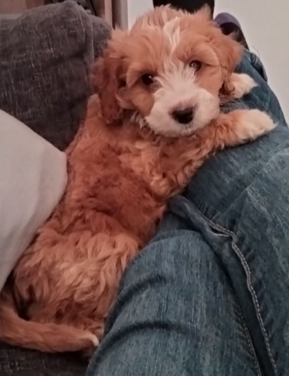 Cockapoo puppies for sale in Beeston, Nottinghamshire – KC registered, 10 weeks old