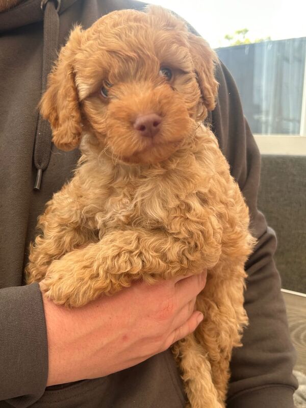 Cockapoo puppies for sale in Canterbury, Kent – 3 months old