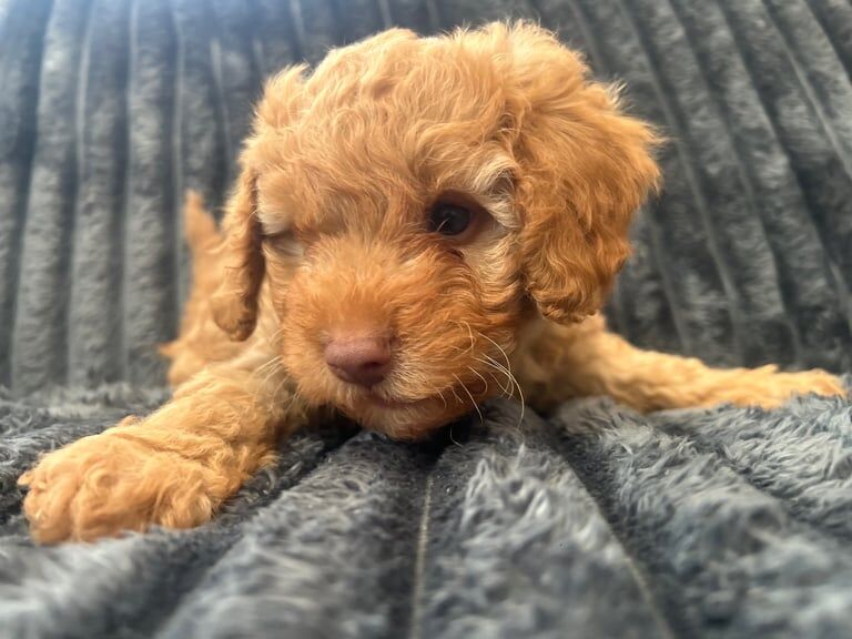 Cockapoo puppies for sale in Canterbury, Kent – 3 months old - Image 2 of 3