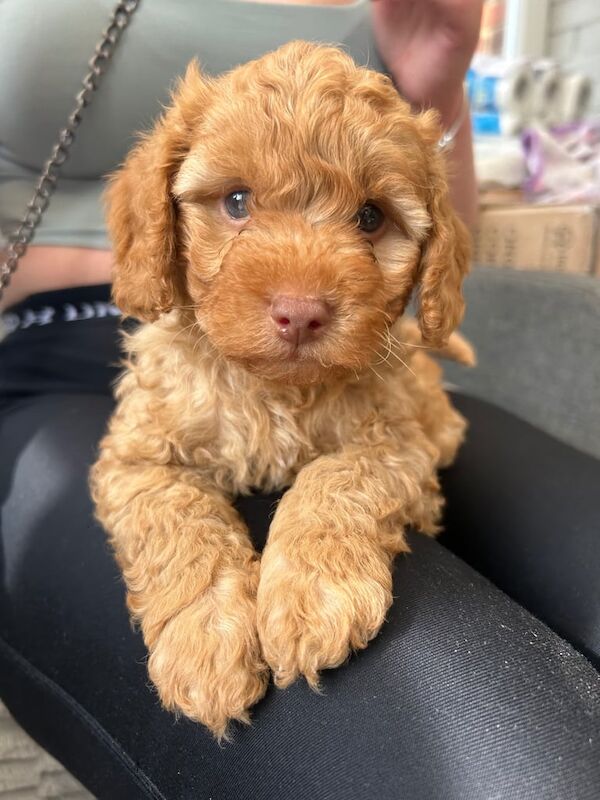 Cockapoo puppies for sale in Canterbury, Kent – 3 months old - Image 3 of 3