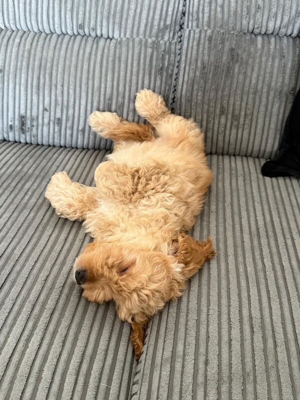 Cockapoo puppies for sale in Rochester, Kent – 10 weeks old