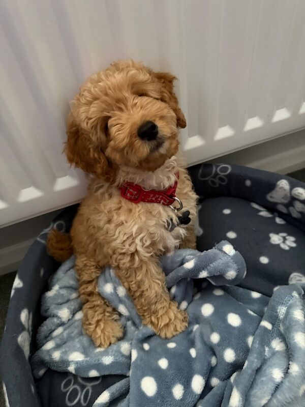 Cockapoo puppies for sale in Rochester, Kent – 10 weeks old - Image 2 of 3