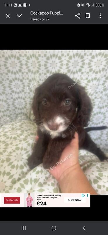 Cockapoo puppies for sale in Wantage, Oxfordshire – 10 weeks old