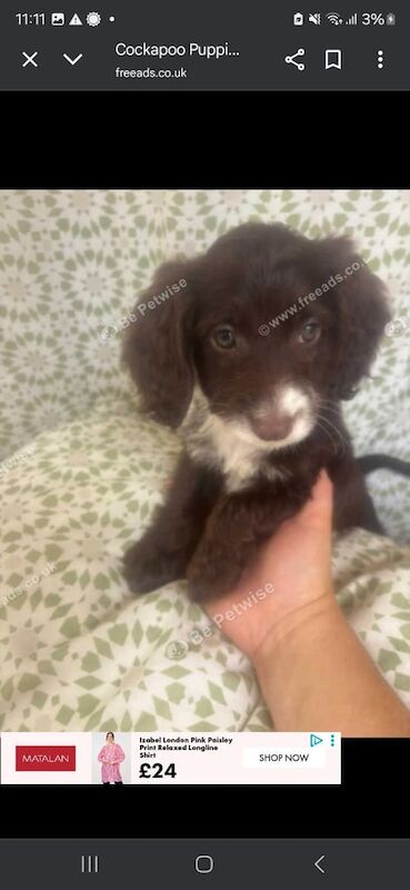 Cockapoo puppies for sale in Wantage, Oxfordshire – 10 weeks old - Image 2 of 3