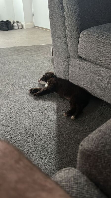 Cockapoo puppies for sale in Wantage, Oxfordshire – 10 weeks old - Image 3 of 3