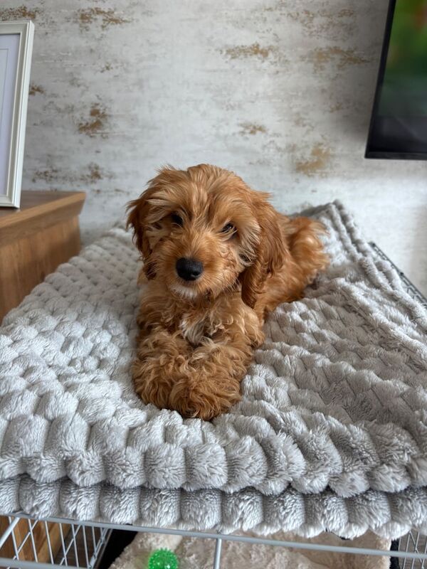 Cockapoo puppies for sale in Heywood, Greater Manchester – 11 weeks old
