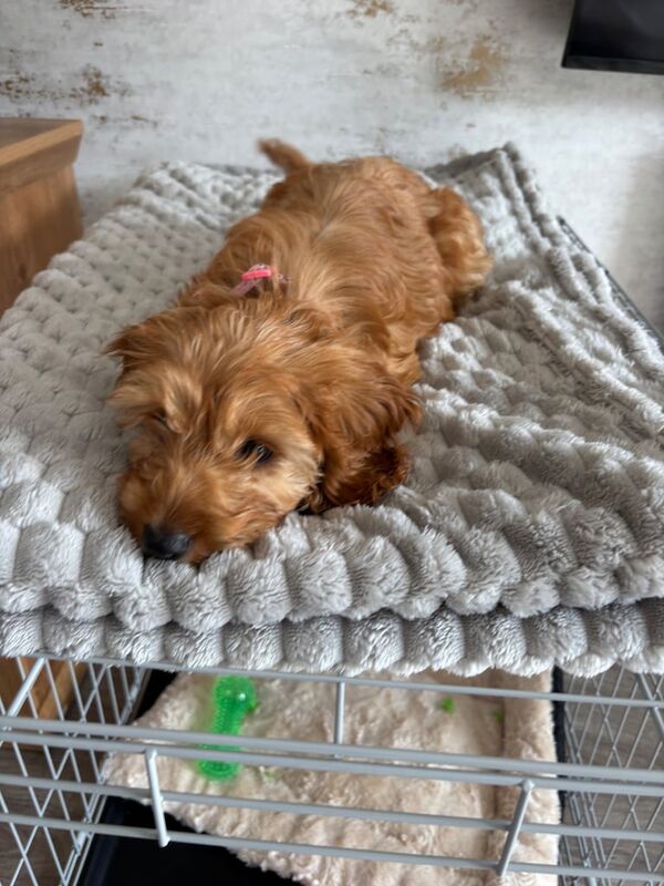 Cockapoo puppies for sale in Heywood, Greater Manchester – 12 weeks old - Image 2 of 3