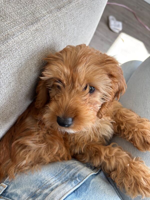 Cockapoo puppies for sale in Heywood, Greater Manchester – 12 weeks old - Image 3 of 3