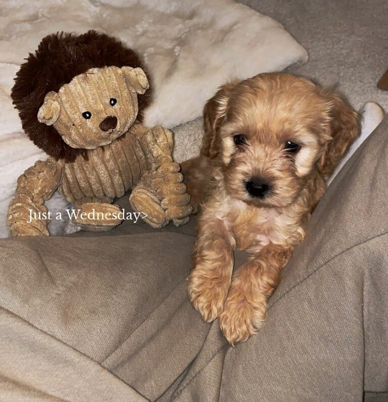 Cockapoo puppies for sale in Cradley Heath, West Midlands – 10 weeks old