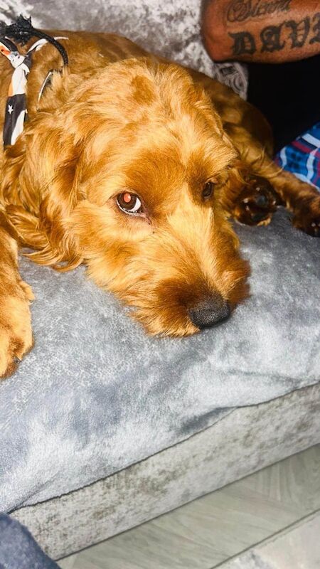 Cockapoo puppies for sale in Carrickfergus, County Antrim – 8 months old