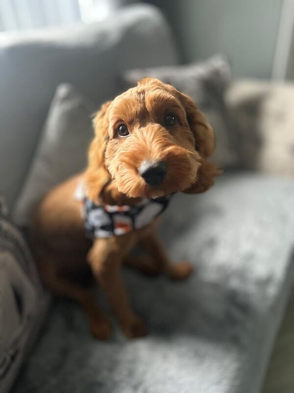 Cockapoo puppies for sale in Carrickfergus, County Antrim – 8 months old - Image 2 of 3