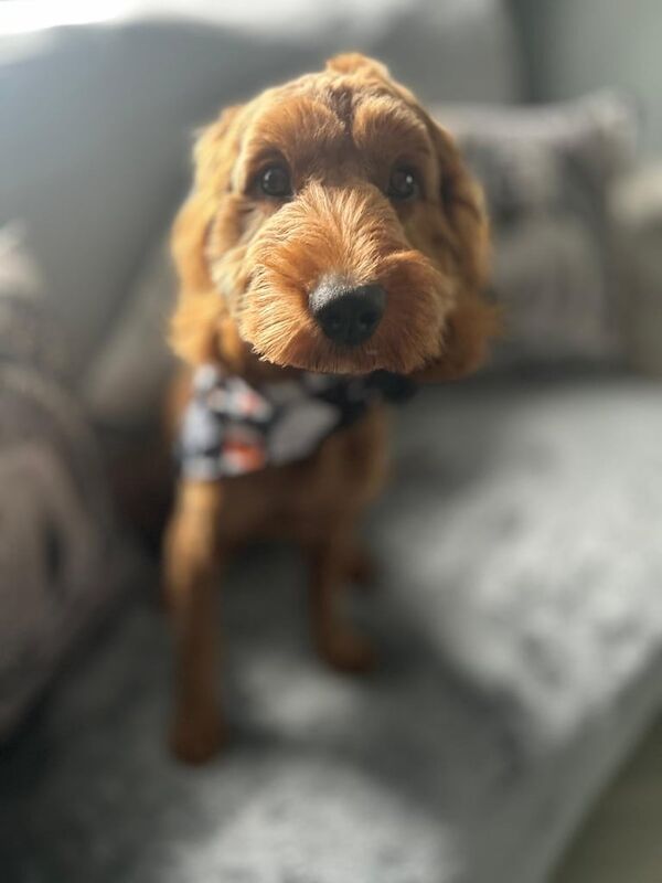 Cockapoo puppies for sale in Carrickfergus, County Antrim – 8 months old - Image 3 of 3