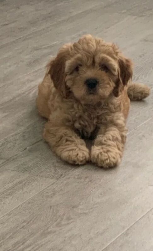 Cockapoo puppies for sale in Banbridge, County Down – 10 weeks old