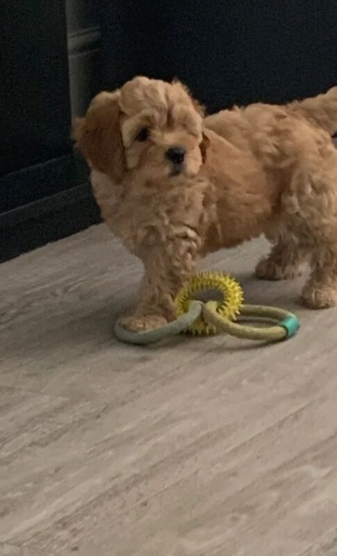 Cockapoo puppies for sale in Banbridge, County Down – 10 weeks old - Image 2 of 4