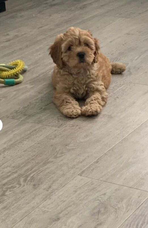 Cockapoo puppies for sale in Banbridge, County Down – 10 weeks old - Image 3 of 4