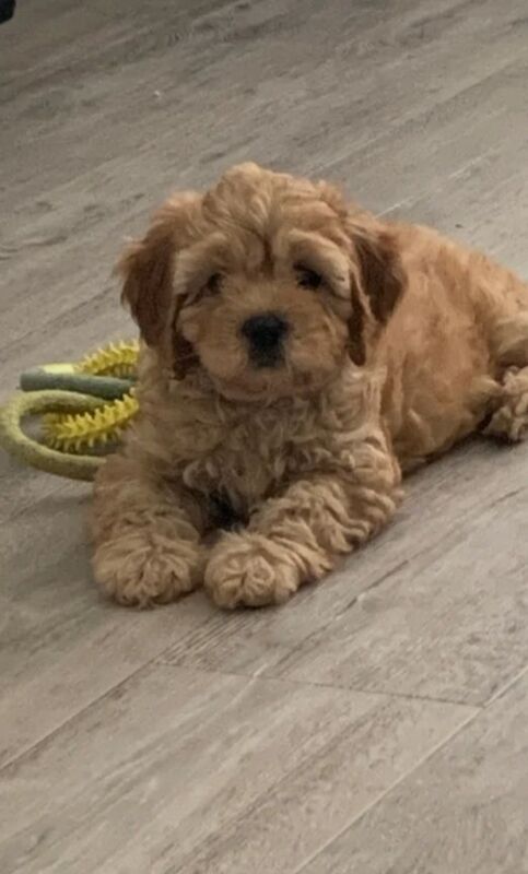 Cockapoo puppies for sale in Banbridge, County Down – 10 weeks old - Image 4 of 4