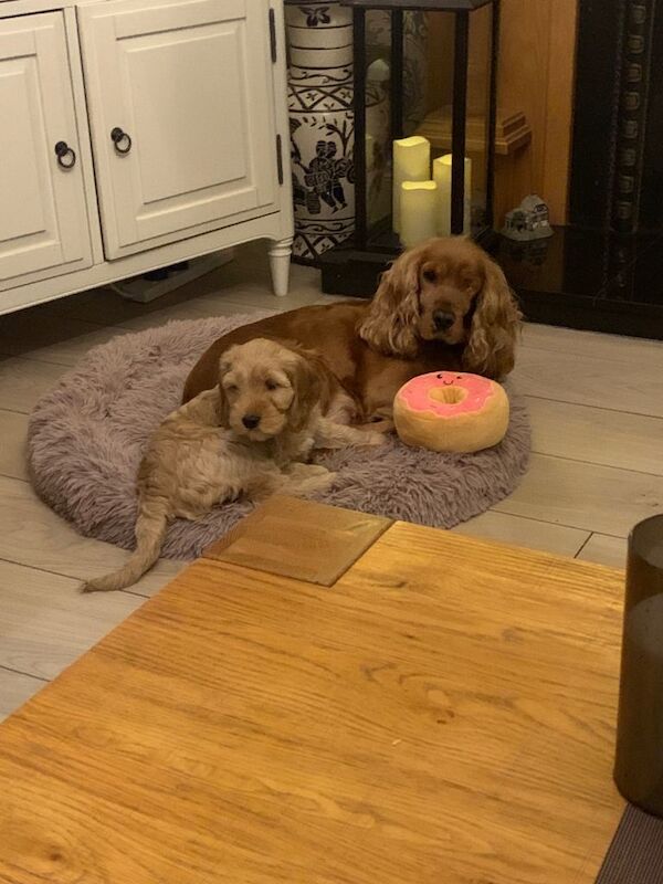 Cockapoo puppies for sale in Keady, County Armagh – 9 weeks old