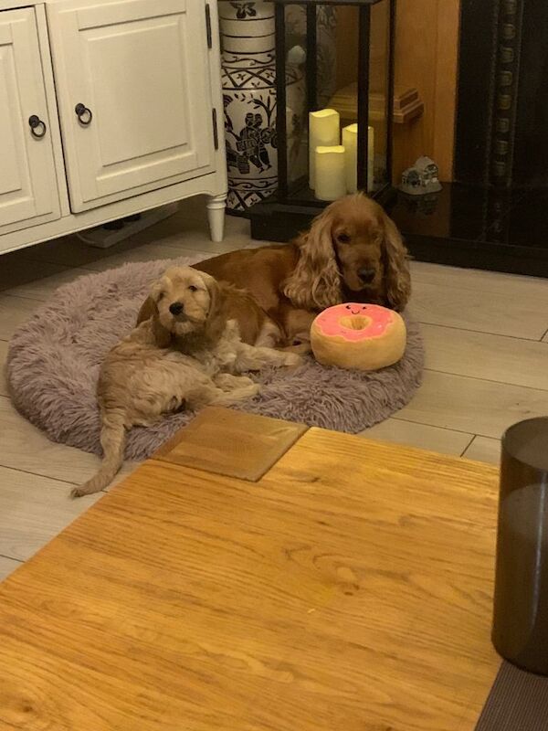 Cockapoo puppies for sale in Keady, County Armagh – 9 weeks old - Image 2 of 5