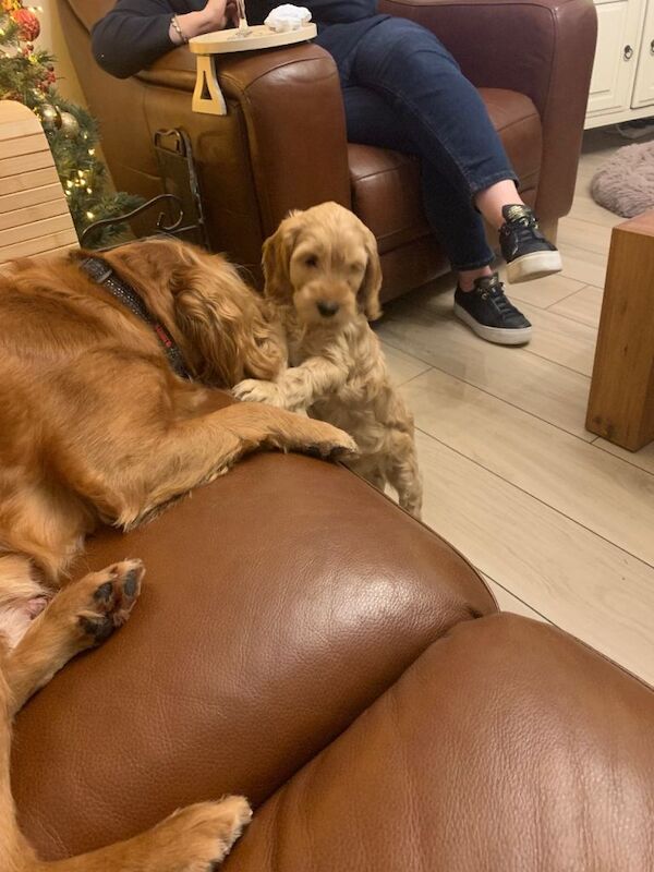 Cockapoo puppies for sale in Keady, County Armagh – 9 weeks old - Image 3 of 5