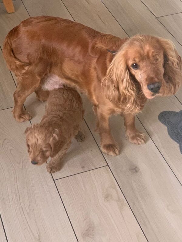 Cockapoo puppies for sale in Keady, County Armagh – 9 weeks old - Image 4 of 5
