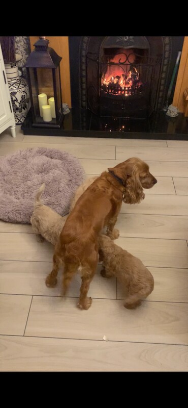 Cockapoo puppies for sale in Keady, County Armagh – 9 weeks old - Image 5 of 5