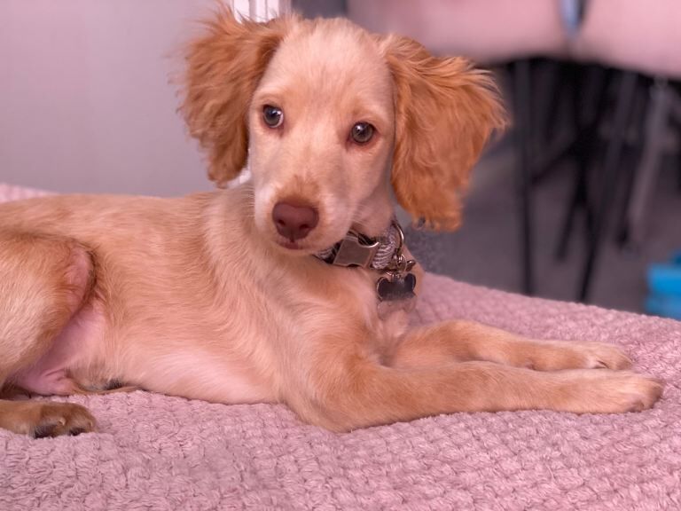 Cockapoo puppies for sale in Greenford, London – 5 months old - Image 2 of 2