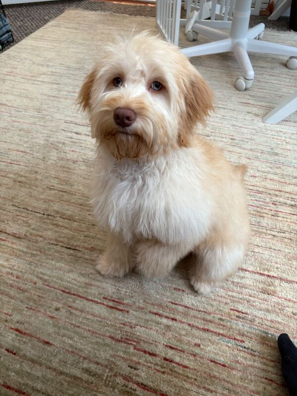 Cockapoo Puppies For Sale Under £1,000