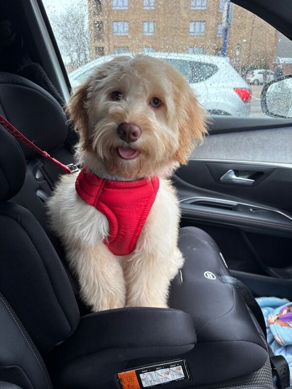 Cockapoo puppy - Image 2 of 3