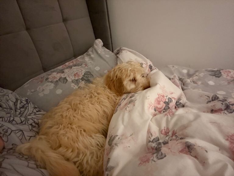 Cockapoo puppy - Image 3 of 3