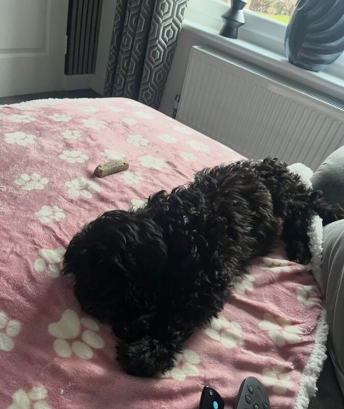 Cockapoo puppies for sale in Airdrie, North Lanarkshire – 3 months old - Image 2 of 4