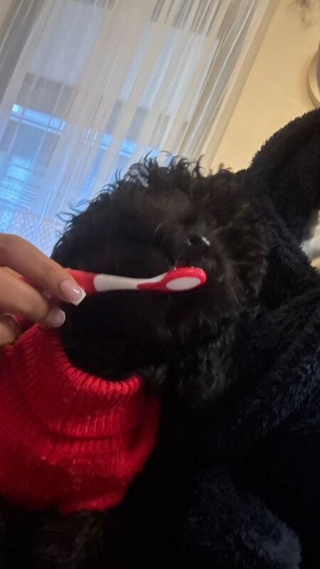 Cockapoo puppies for sale in London – 4 months old