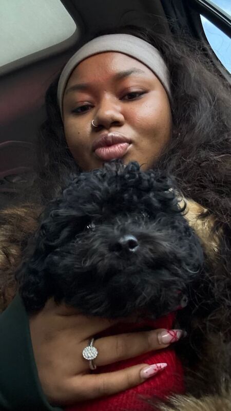 Cockapoo puppies for sale in London – 4 months old - Image 2 of 5