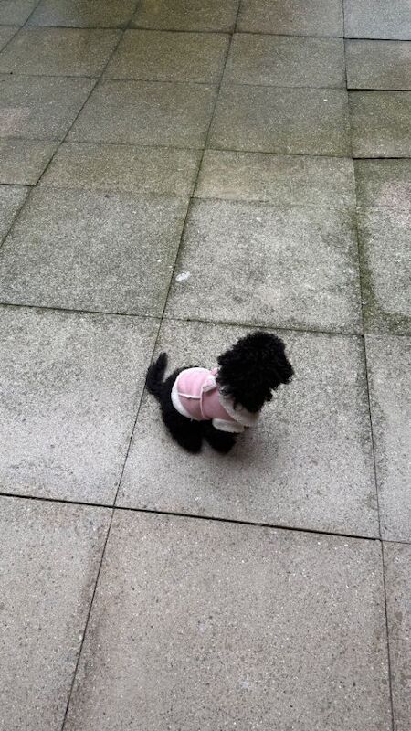 Cockapoo puppies for sale in London – 4 months old - Image 3 of 5