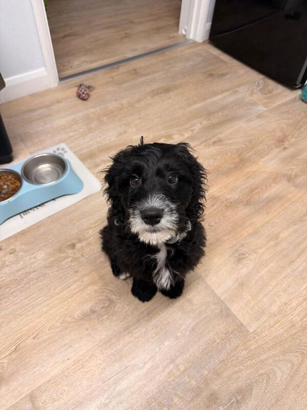 Cockapoo puppies for sale in Wisbech, Cambridgeshire – 12 weeks old