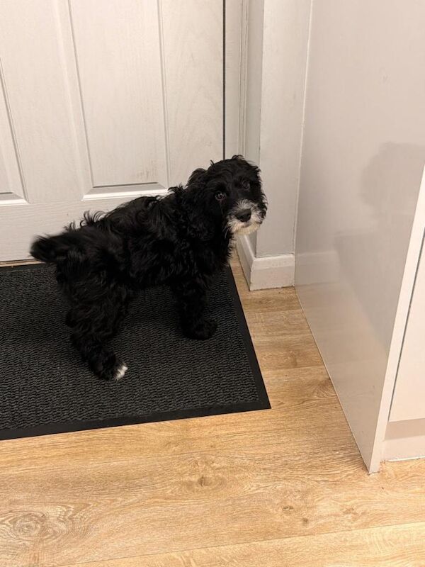 Cockapoo puppy - Image 2 of 5